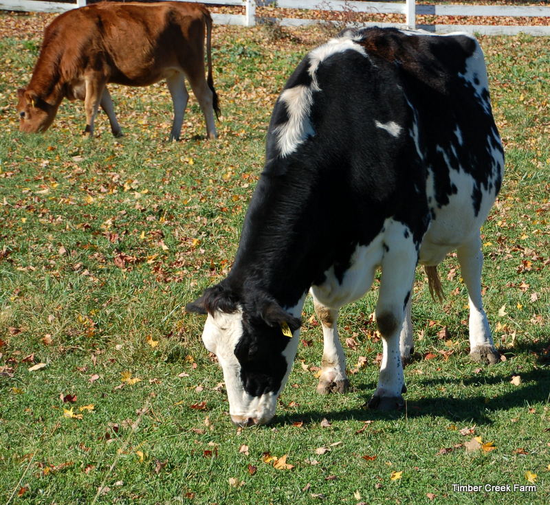 How to Start a Cattle Farm on Small Acreage Countryside